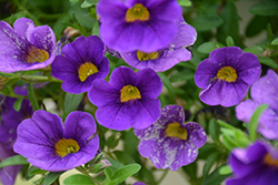 Lia Blue Calibrachoa (Calibrachoa 'Lia Blue') at Lakeshore Garden Centres