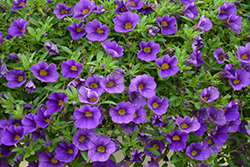 Lia Blue Calibrachoa (Calibrachoa 'Lia Blue') at Lakeshore Garden Centres