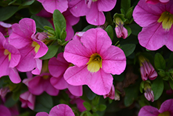 Lia Bubblegum Calibrachoa (Calibrachoa 'Lia Bubblegum') at Lakeshore Garden Centres
