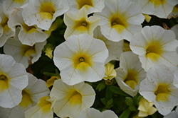 Lia White Calibrachoa (Calibrachoa 'Lia White') at Lakeshore Garden Centres