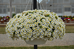 Lia White Calibrachoa (Calibrachoa 'Lia White') at Lakeshore Garden Centres