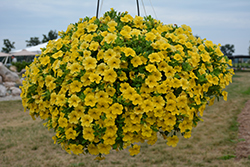 Lia Yellow Calibrachoa (Calibrachoa 'Lia Yellow') at Lakeshore Garden Centres