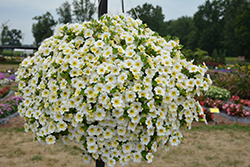 MiniFamous Neo White + Yellow Eye Calibrachoa (Calibrachoa 'KLECA16314') at Lakeshore Garden Centres