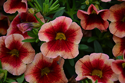 MiniFamous Neo Apricot Strike Calibrachoa (Calibrachoa 'MiniFamous Neo Apricot Strike') at Lakeshore Garden Centres