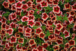 MiniFamous Neo Apricot Strike Calibrachoa (Calibrachoa 'MiniFamous Neo Apricot Strike') at Lakeshore Garden Centres