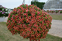 MiniFamous Neo Apricot Strike Calibrachoa (Calibrachoa 'MiniFamous Neo Apricot Strike') at Lakeshore Garden Centres