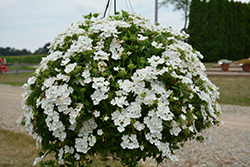 Cadet Upright White Verbena (Verbena 'Balcadite') at Lakeshore Garden Centres