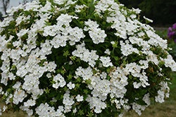Cadet Upright White Verbena (Verbena 'Balcadite') at Lakeshore Garden Centres