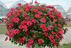 Cadet Upright Red Verbena (Verbena 'Balcadredim') at Lakeshore Garden Centres