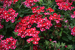 Cadet Upright Red Verbena (Verbena 'Balcadredim') at Lakeshore Garden Centres