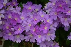 Cadet Upright Lavender Blue Verbena (Verbena 'Balcadavluim') at Lakeshore Garden Centres