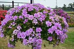 Cadet Upright Lavender Blue Verbena (Verbena 'Balcadavluim') at Lakeshore Garden Centres