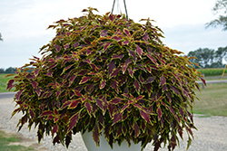 FlameThrower Serrano Coleus (Solenostemon scutellarioides 'UF15-6-28') at Lakeshore Garden Centres