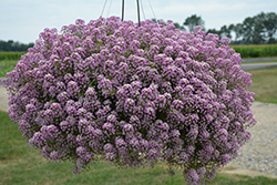 Easy Breezy Pink Lobularia (Lobularia maritima 'Balbeezink') at Lakeshore Garden Centres