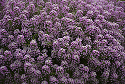 Easy Breezy Pink Lobularia (Lobularia maritima 'Balbeezink') at Lakeshore Garden Centres