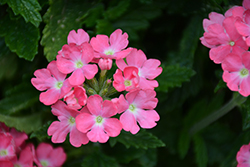 Cadet Upright Pink Verbena (Verbena 'Balcadpink') at Lakeshore Garden Centres