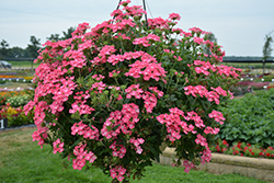 Cadet Upright Pink Verbena (Verbena 'Balcadpink') at Lakeshore Garden Centres