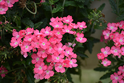 Cadet Upright Pink Verbena (Verbena 'Balcadpink') at Lakeshore Garden Centres