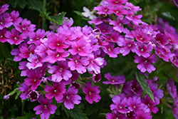 Cadet Upright Purple Verbena (Verbena 'Balcadurp') at Lakeshore Garden Centres