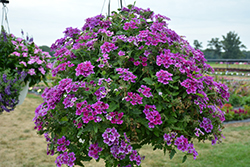 Cadet Upright Purple Verbena (Verbena 'Balcadurp') at Lakeshore Garden Centres
