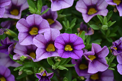 Kabloom Denim Calibrachoa (Calibrachoa 'PAS1122759') at Lakeshore Garden Centres