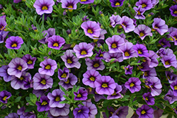 Kabloom Denim Calibrachoa (Calibrachoa 'PAS1122759') at Lakeshore Garden Centres