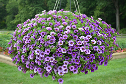 Kabloom Denim Calibrachoa (Calibrachoa 'PAS1122759') at Lakeshore Garden Centres
