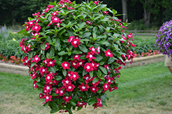 Mediterranean XP Burgundy Halo Vinca (Catharanthus roseus 'Mediterranean XP Burgundy Halo') at Lakeshore Garden Centres