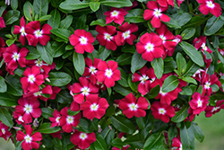 Mediterranean XP Burgundy Halo Vinca (Catharanthus roseus 'Mediterranean XP Burgundy Halo') at Lakeshore Garden Centres