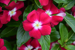 Mediterranean XP Burgundy Halo Vinca (Catharanthus roseus 'Mediterranean XP Burgundy Halo') at Lakeshore Garden Centres