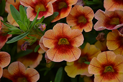 MiniFamous Neo Orange + Red Eye Calibrachoa (Calibrachoa 'KLECA16334') at Lakeshore Garden Centres