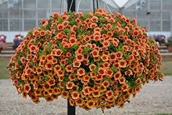 MiniFamous Neo Orange + Red Eye Calibrachoa (Calibrachoa 'KLECA16334') at Lakeshore Garden Centres
