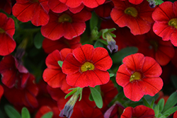 MiniFamous Neo Vampire Calibrachoa (Calibrachoa 'MiniFamous Neo Vampire') at Lakeshore Garden Centres