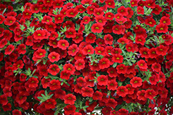 MiniFamous Neo Vampire Calibrachoa (Calibrachoa 'MiniFamous Neo Vampire') at Lakeshore Garden Centres