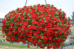 MiniFamous Neo Vampire Calibrachoa (Calibrachoa 'MiniFamous Neo Vampire') at Lakeshore Garden Centres