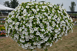 MiniFamous Uno White Calibrachoa (Calibrachoa 'KLECA17002') at Golden Acre Home & Garden