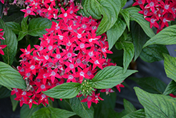Lucky Star Raspberry Star Flower (Pentas lanceolata 'PAS1096476') at Lakeshore Garden Centres