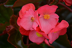 Megawatt Rose Bronze Leaf Begonia (Begonia 'Megawatt Rose Bronze Leaf') at Lakeshore Garden Centres