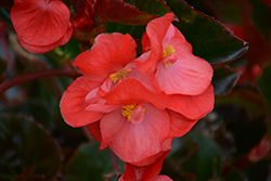 Megawatt Red Bronze Leaf Begonia (Begonia 'Megawatt Red Bronze Leaf') at Lakeshore Garden Centres