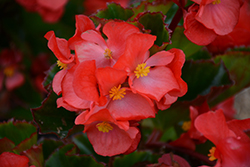 Megawatt Red Green Leaf Begonia (Begonia 'Megawatt Red Green Leaf') at Lakeshore Garden Centres
