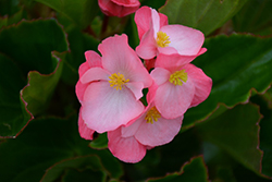 Megawatt Pink Green Leaf Begonia (Begonia 'Megawatt Pink Green Leaf') at Lakeshore Garden Centres