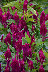 First Flame Purple Celosia (Celosia 'PAS1295065') at Lakeshore Garden Centres