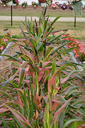 Pink Zebra Ornamental Corn (Zea mays 'Pink Zebra') at Lakeshore Garden Centres