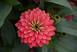 Zahara Double Salmon Zinnia (Zinnia 'Zahara Double Salmon') at Lakeshore Garden Centres