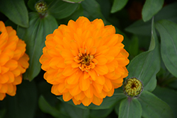 Zahara Double Bright Orange Zinnia (Zinnia 'Zahara Double Bright Orange') at Lakeshore Garden Centres