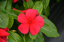 Titan Dark Red Vinca (Catharanthus roseus 'Titan Dark Red') at Lakeshore Garden Centres