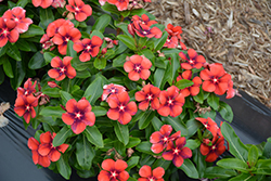 Tattoo Tangerine Vinca (Catharanthus roseus 'PAS1192835') at Lakeshore Garden Centres