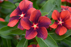 Tattoo Tangerine Vinca (Catharanthus roseus 'PAS1192835') at Lakeshore Garden Centres