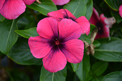 Tattoo Raspberry Vinca (Catharanthus roseus 'PAS1192836') at Lakeshore Garden Centres