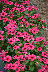 Tattoo Raspberry Vinca (Catharanthus roseus 'PAS1192836') at Lakeshore Garden Centres